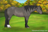 Horse Color:Black Rabicano 