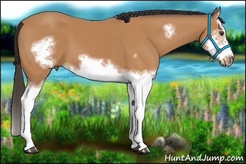 Horse Color: Bay Splash Frame 