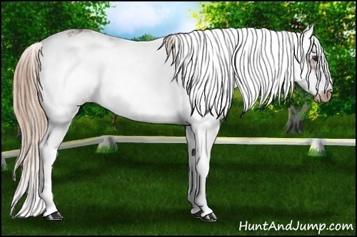 Horse Color: ERROR: UNKNOWN ANOMALY