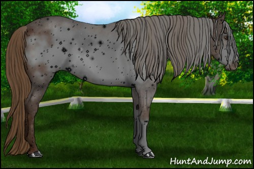 Horse Color: ERROR: UNKNOWN ANOMALY