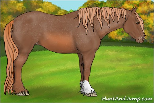 Horse Color: Liver Chestnut Varnish 