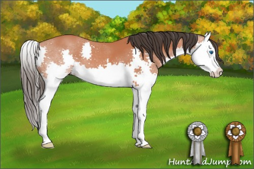 Horse Color: Bay Splash 