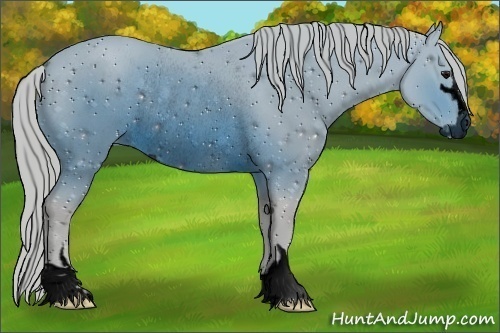 Horse Color: ERROR: UNKNOWN ANOMALY