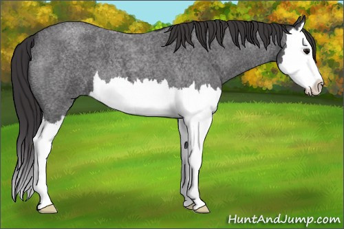 Horse Color: Smoky Blue Roan Splash 