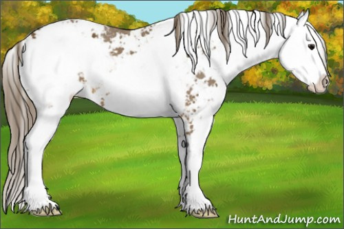 Horse Color: Buckskin Sabino Varnish 