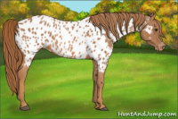 Horse Color:Chestnut Appaloosa 
