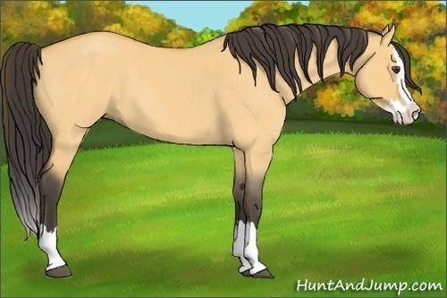 Horse Color:Buckskin Roan Dun Splash