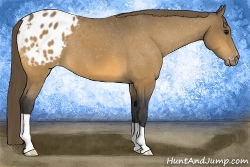Horse Color: Buckskin Blanket 
