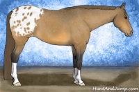 Horse Color:Buckskin Appaloosa 