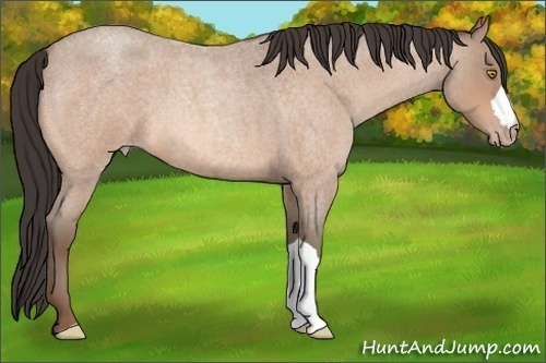 Horse Color:Unknown 