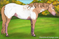 Horse Color:Gray Watercolor Chestnut Appaloosa 