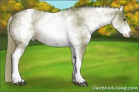 Horse Color:Watercolor White Spotted Chestnut 