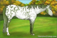 Horse Color:Gray Watercolor Chestnut Near Leopard 
