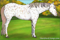Horse Color:Nacre Chestnut Near Leopard 