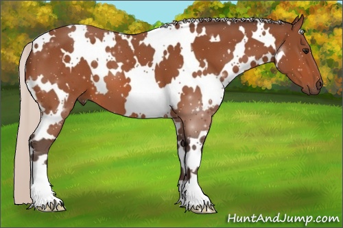 Horse Color: White Spotted Silver Bay 