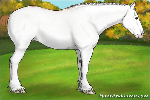 Horse Color: ERROR: UNKNOWN ANOMALY