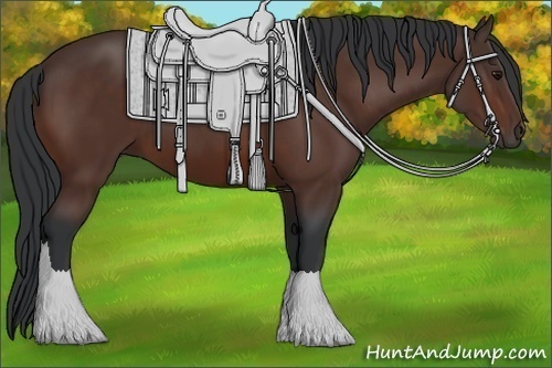 Horse Color: Bay 