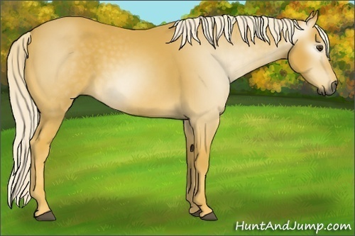 Horse Color:Gray Palomino