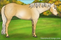 Horse Color:Gray Palomino