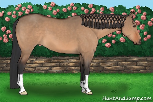 Horse Color: Bay Dun 
