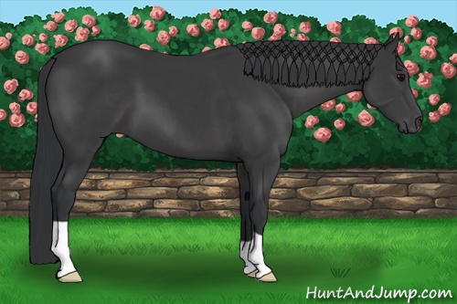 Horse Color: Black 