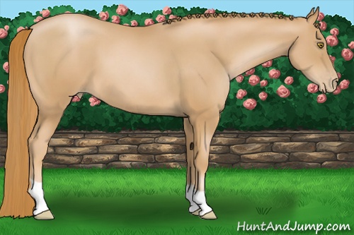 Horse Color: Chestnut Pearl 