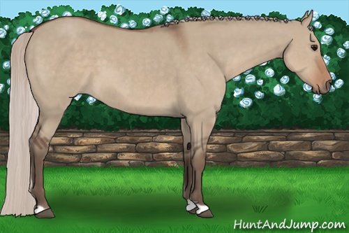 Horse Color: Silver Grullo 