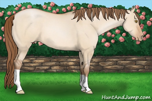 Horse Color: Bay Pearl Dun 