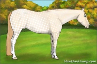Horse Color:Buckskin Pearl Dun 