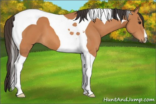 Horse Color: Bay Tobiano 