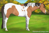 Horse Color:Bay Tobiano 