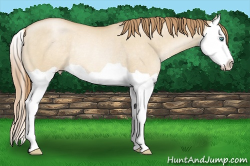 Horse Color: Smoky Grullo Pearl Splash Rabicano 