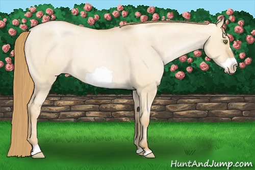Horse Color: Red Dun Pearl Frame Blanket 