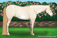 Horse Color:Red Dun Pearl Frame Appaloosa 