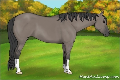 Horse Color: Grullo 