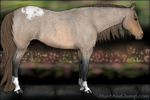 Horse Color: Unknown 