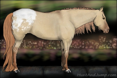 Horse Color: Unknown 