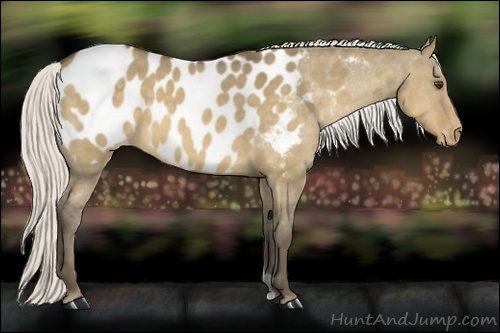 Horse Color: Silver Buckskin Dun Near Leopard 
