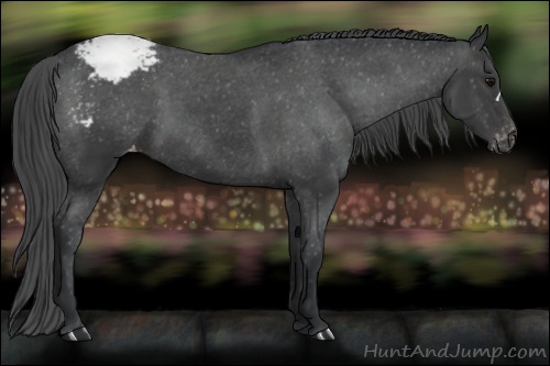 Horse Color: Black Snowcap 