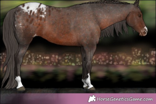 Horse Color: Liver Chestnut Blanket 