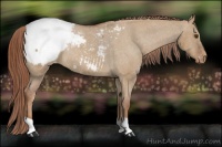 Horse Color:Red Dun Snowcap Rabicano 