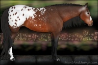 Horse Color:Gray Bay Blanket 