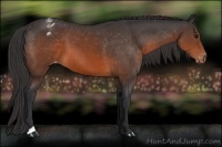 Horse Color:Brown Blanket 
