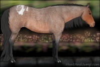 Horse Color:Bay Roan Appaloosa Rabicano 