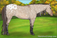 Horse Color:Bay Dun Appaloosa 