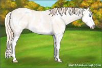 Horse Color:White Spotted Perlino Dun Splash 