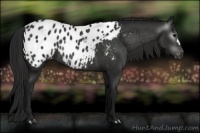 Horse Color:Gray Black Near Leopard Rabicano 