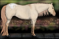 Horse Color:Red Dun Roan Blanket 