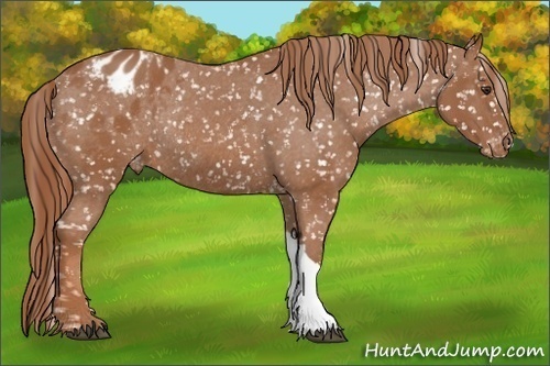 Horse Color: Chestnut Blanket Rabicano 