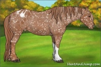 Horse Color:Chestnut Appaloosa Rabicano